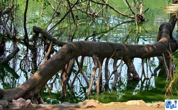 tree bridge